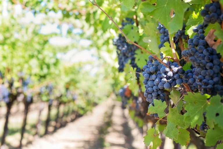 A Note on the Parable of the Workers in the Vineyard