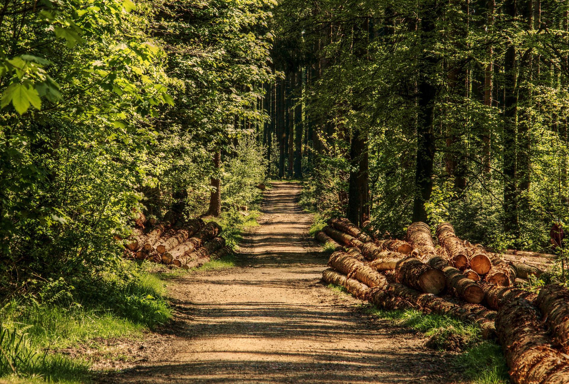 Trees and underbrush